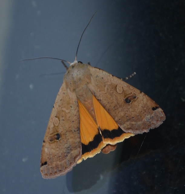 Noctua pronuba - nagy sárgafűbagoly