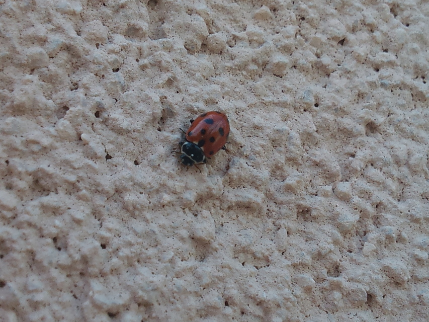 Hippodamia variegata - tizenhárompettyes katica