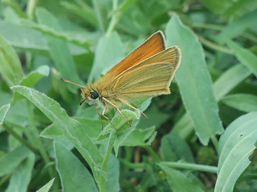Thymelicus lineola - vonalas busalepke