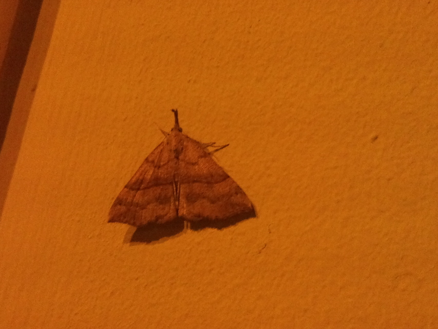 Hypena proboscidalis - ormányos karcsúbagoly