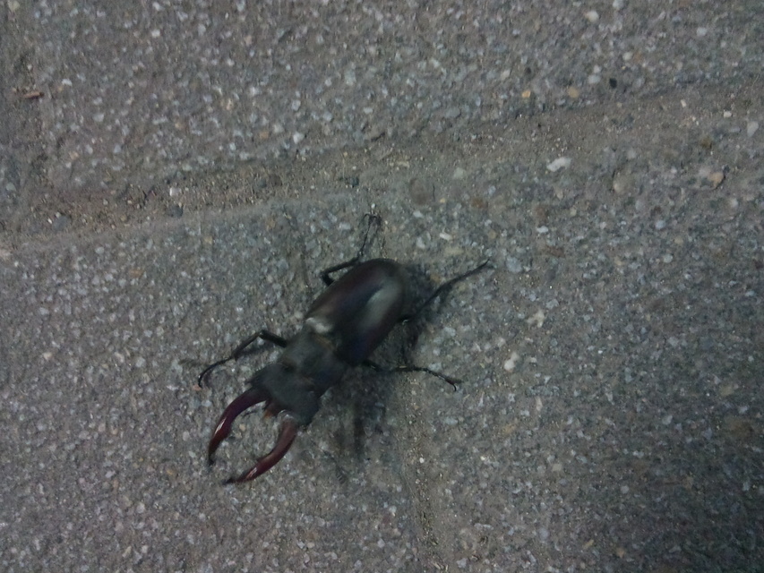 Lucanus cervus - nagy szarvasbogár