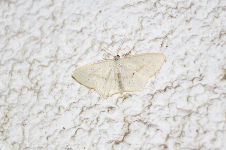 Scopula flaccidaria - alföldi sávosaraszoló