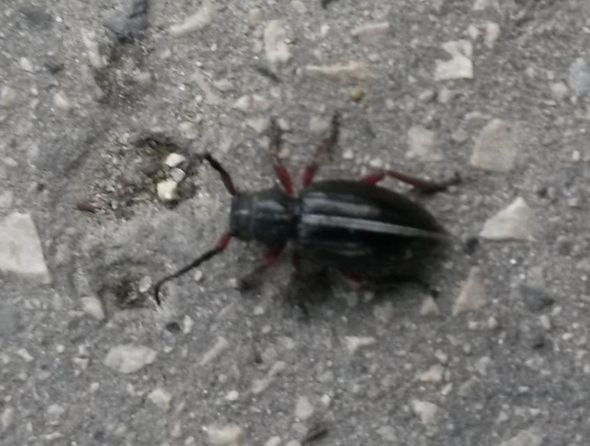 Dorcadion pedestre - kétsávos gyalogcincér