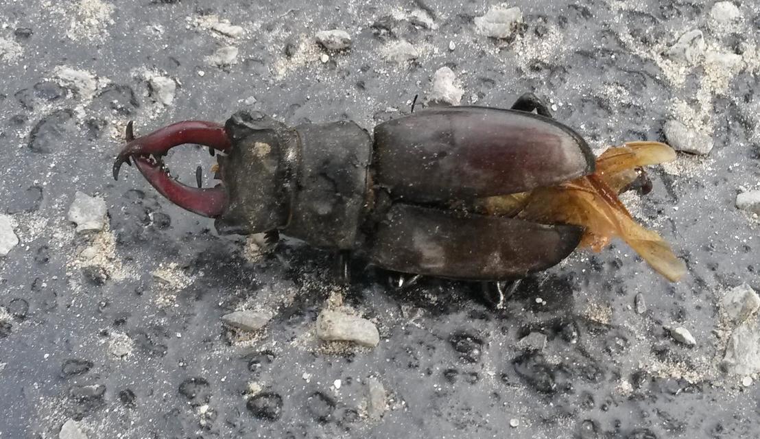 Lucanus cervus - nagy szarvasbogár