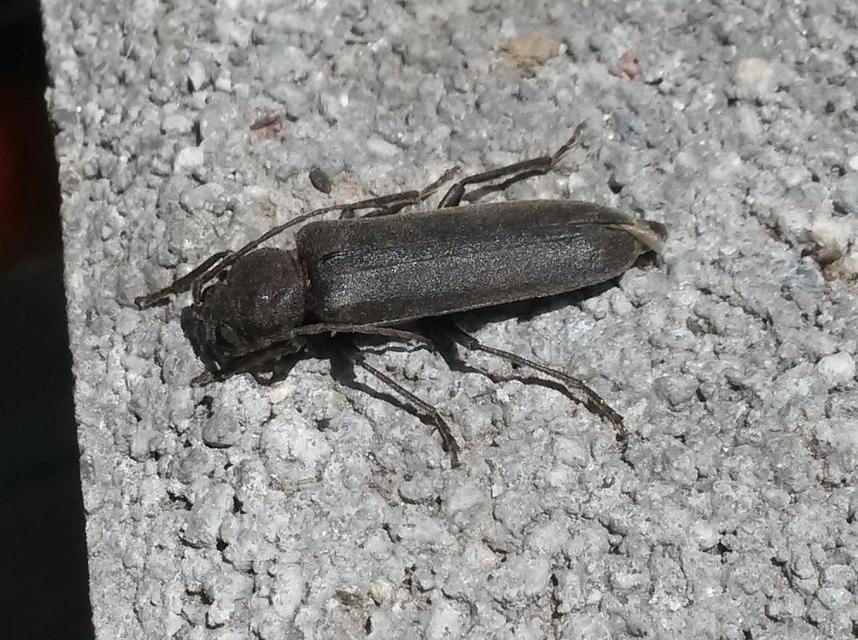 Arhopalus rusticus - gödrösnyakú cincér