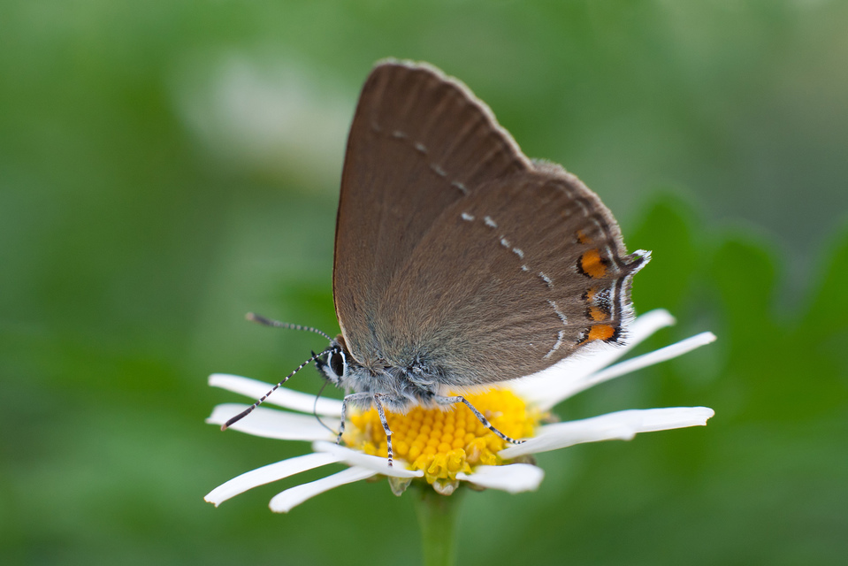 Satyrium acaciae - akác-csücsköslepke