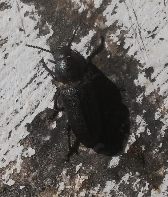 Spondylis buprestoides - erdei félcincér