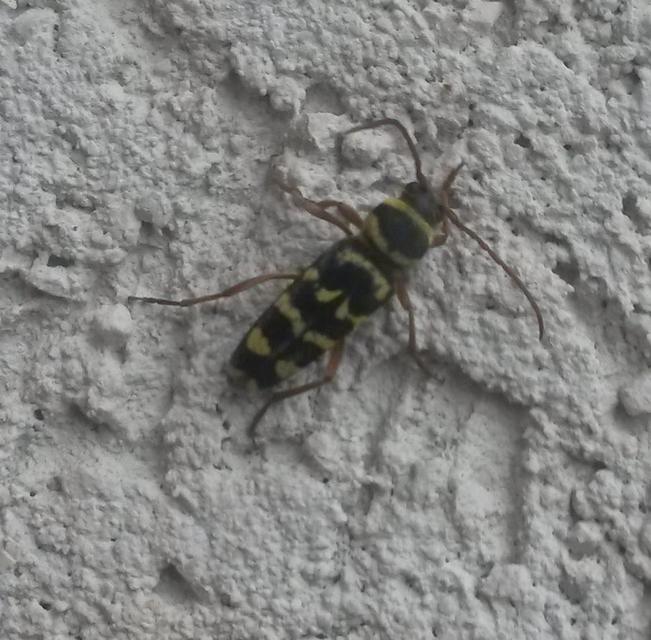 Echinocerus floralis - lucerna-darázscincér