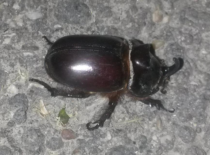 Oryctes nasicornis - orrszarvú bogár