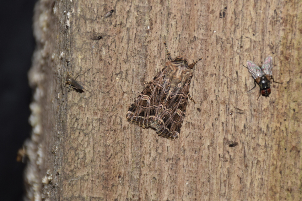 Heliophobus reticulata - fehéreres kertibagoly