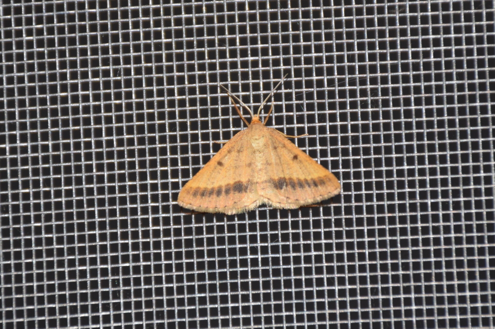 Tephrina arenacearia - lucerna-araszoló