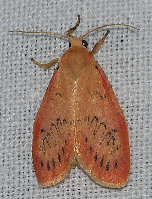 Miltochrista miniata - piros medvelepke
