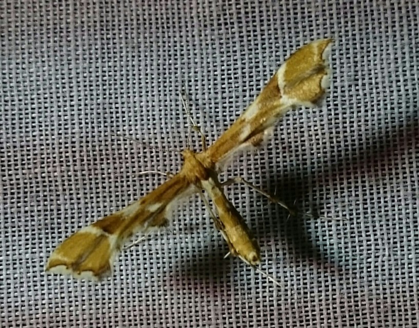 Cnaemidophorus rhododactyla - rózsabogyó-tollasmoly