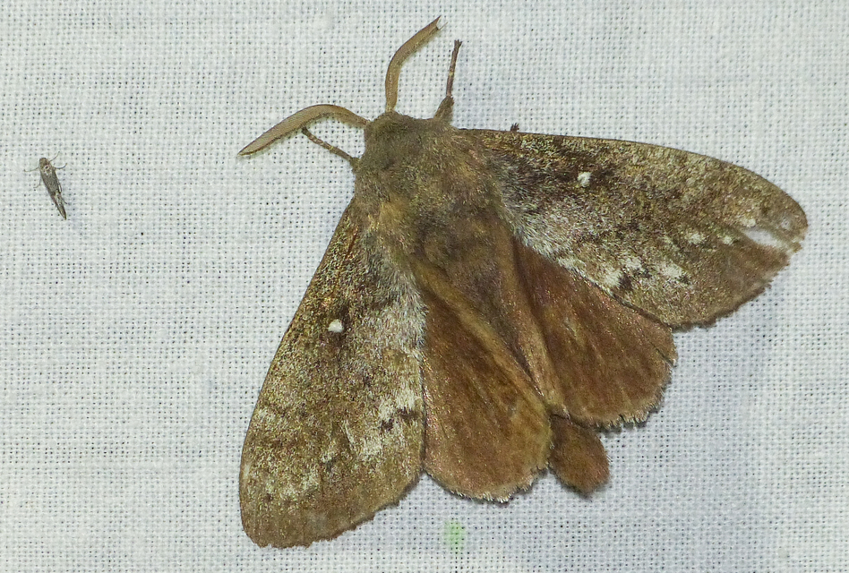 Dendrolimus pini - fenyőpohók