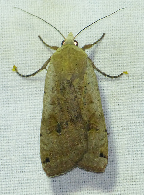 Noctua pronuba - nagy sárgafűbagoly