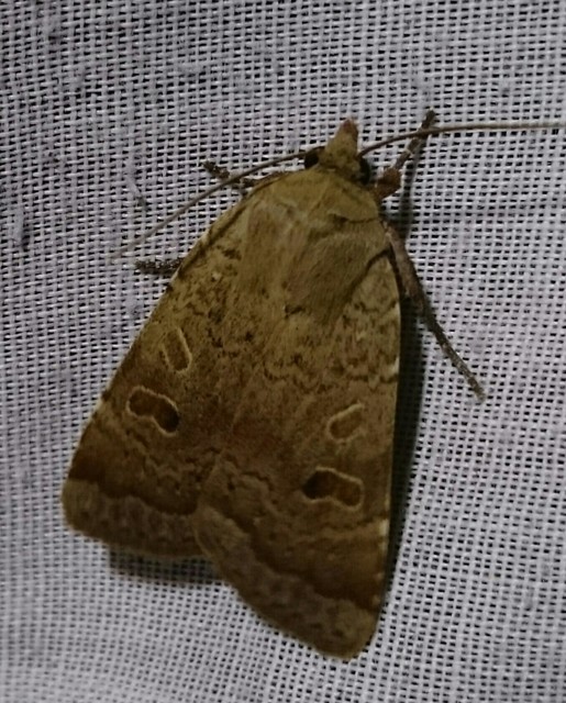 Noctua comes - kis sárgafűbagoly