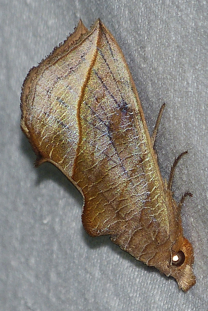 Calyptra thalictri - öblösszárnyú bagoly