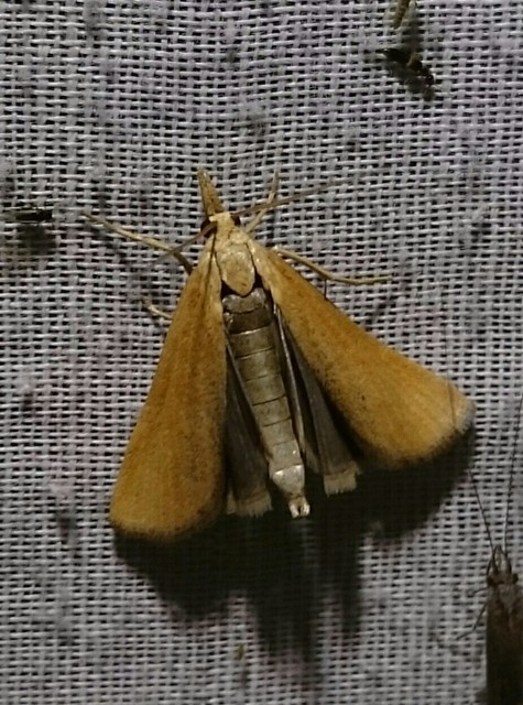 Pediasia luteella - agyagsárga fűgyökérmoly