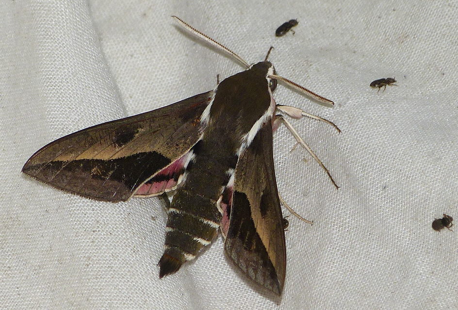 Hyles euphorbiae - kutyatejszender