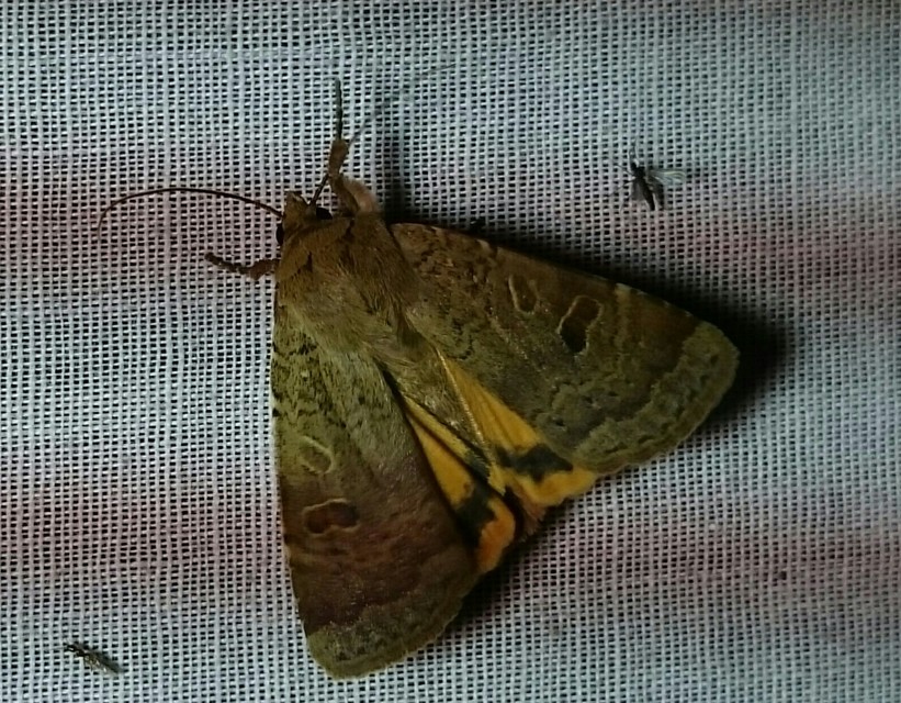 Noctua comes - kis sárgafűbagoly