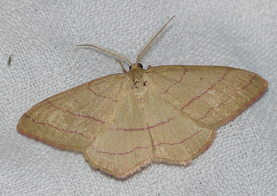 Rhodostrophia vibicaria - pirosszélű araszoló