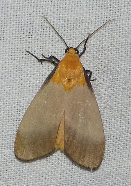 Lithosia quadra - négypettyes zuzmószövő