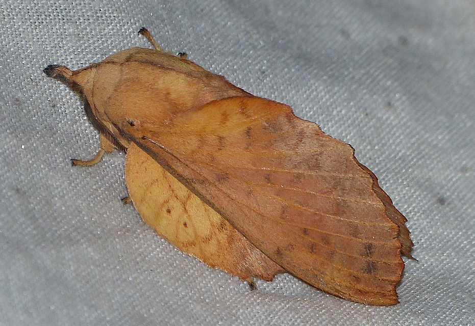 Gastropacha populifolia - sárga pohók