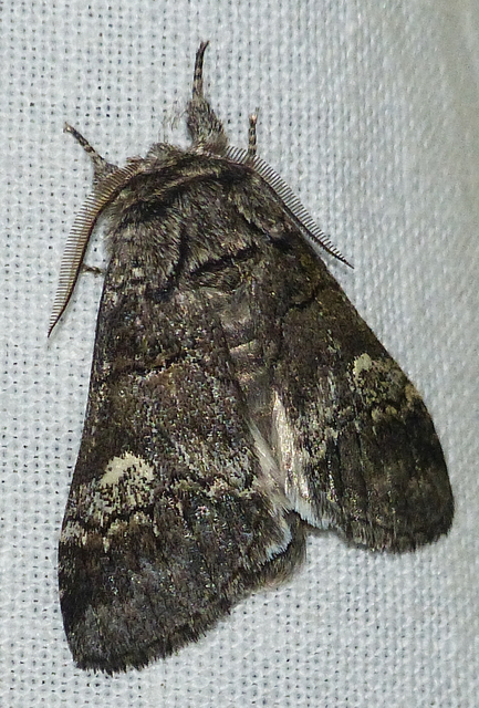 Drymonia querna - tölgyfa-púposszövő