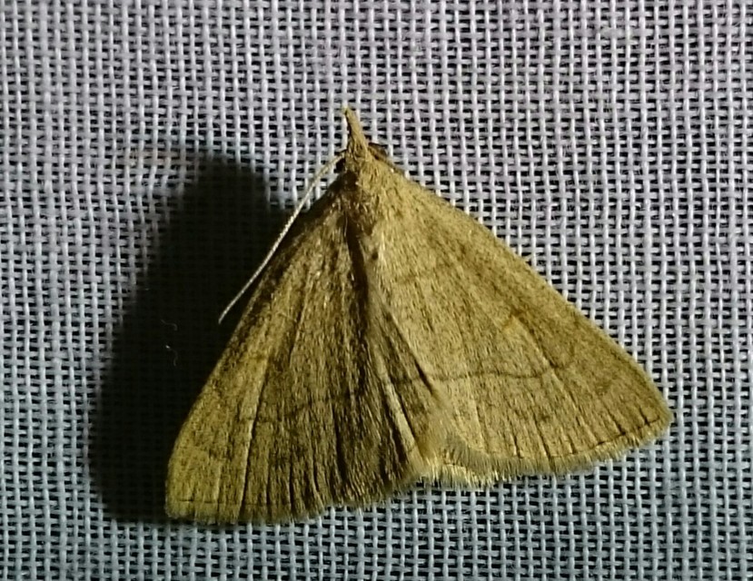 Paracolax tristalis - sárgás karcsúbagoly