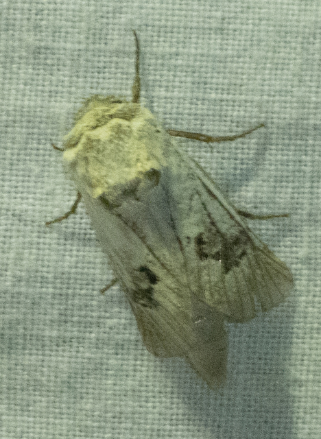 Parahypopta caestrum - spárgalepke