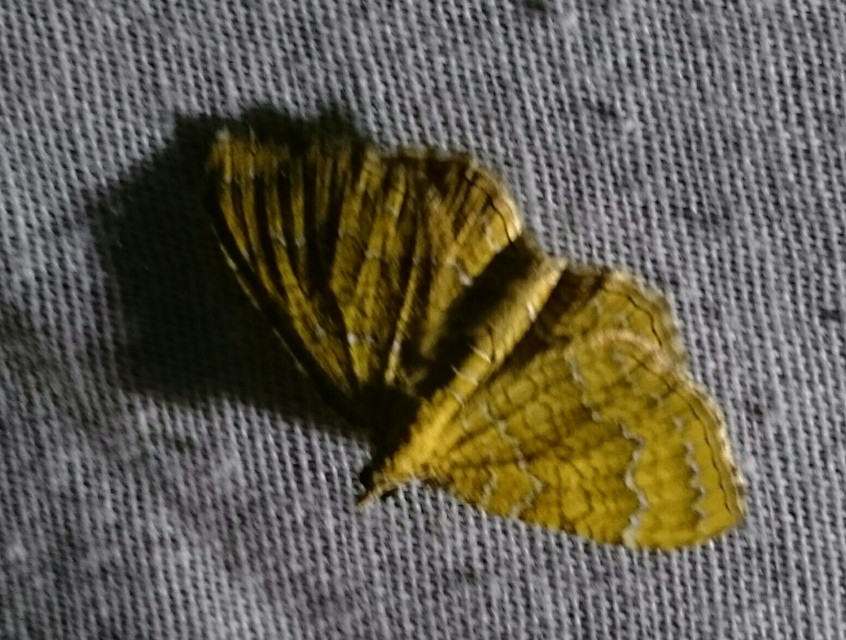 Camptogramma bilineata - kétvonalas sávosaraszoló
