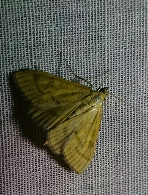 Mecyna