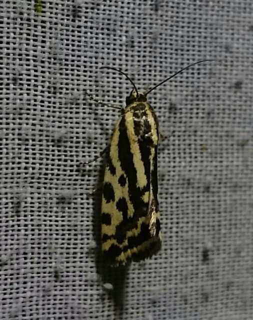 Emmelia trabealis - zebrabagoly