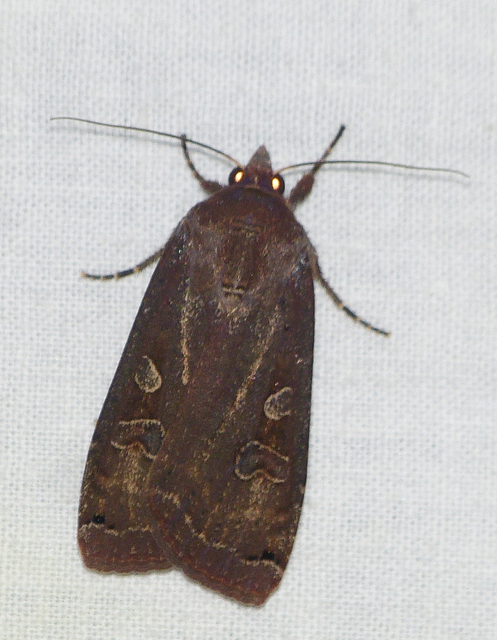 Noctua pronuba - nagy sárgafűbagoly