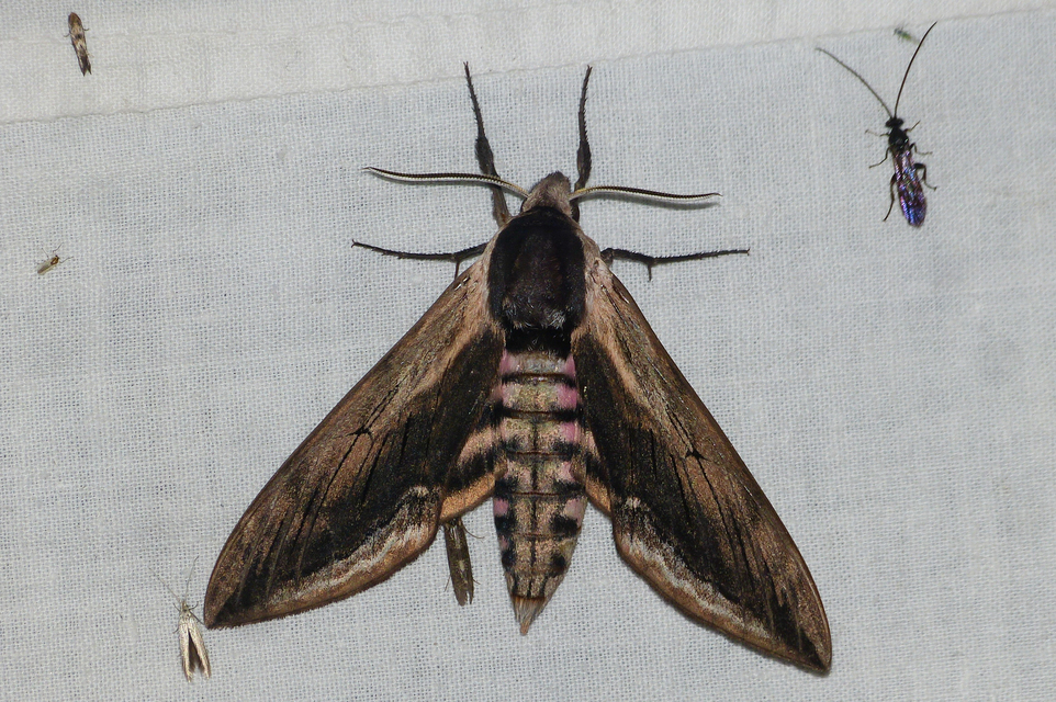 Sphinx ligustri - fagyalszender