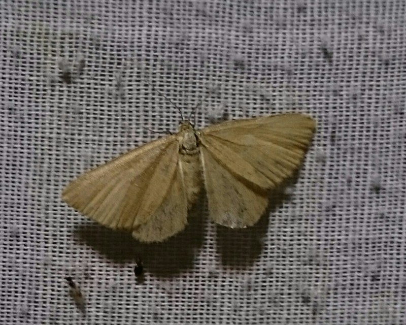 Minoa murinata - kutyatej-araszoló