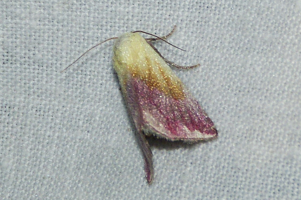 Eublemma purpurina - bíboros törpebagoly