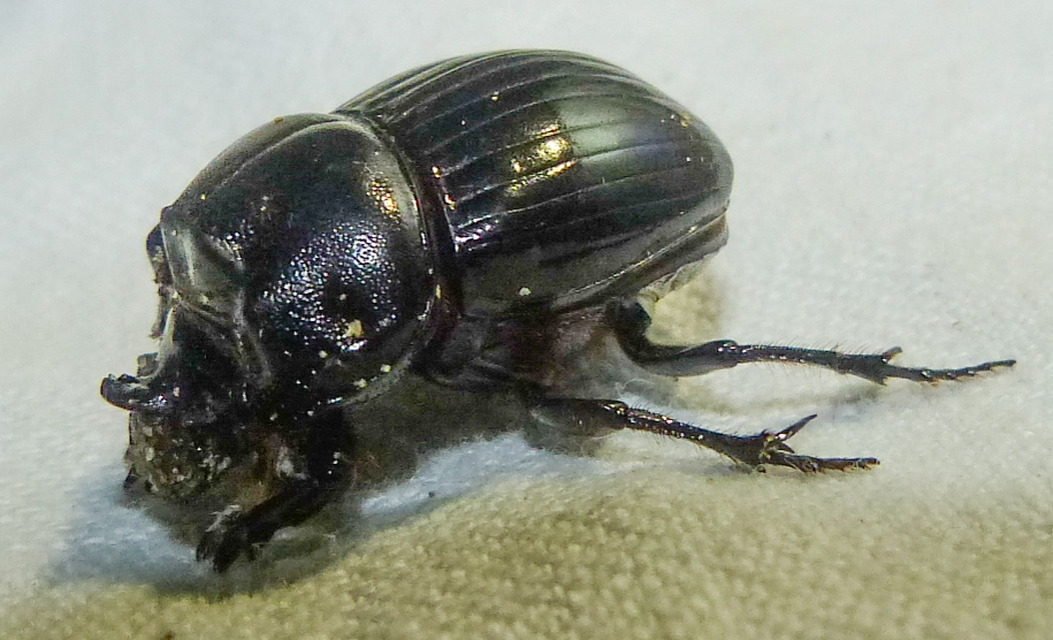 Copris lunaris - közönséges holdszarvú-ganéjtúró