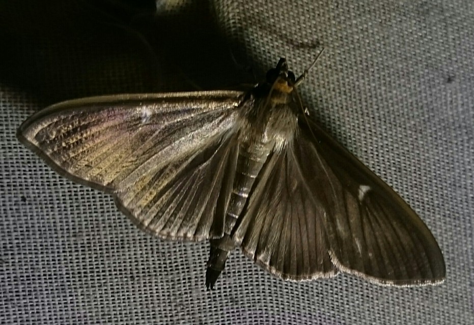 Cydalima perspectalis - puszpáng-tűzmoly