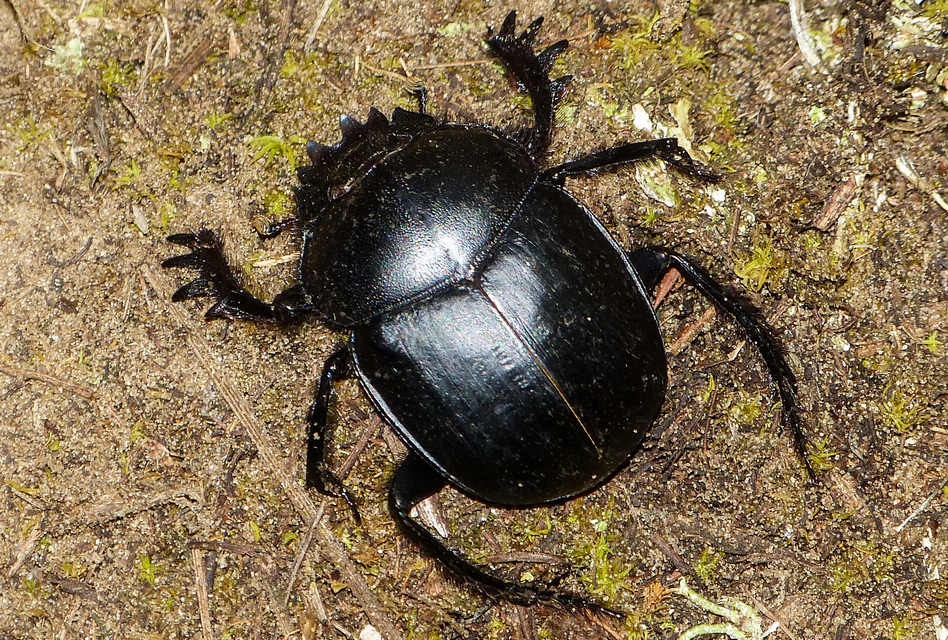 Scarabaeus typhon - óriás-galacsinhajtó