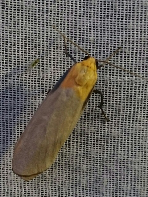Lithosia quadra - négypettyes zuzmószövő