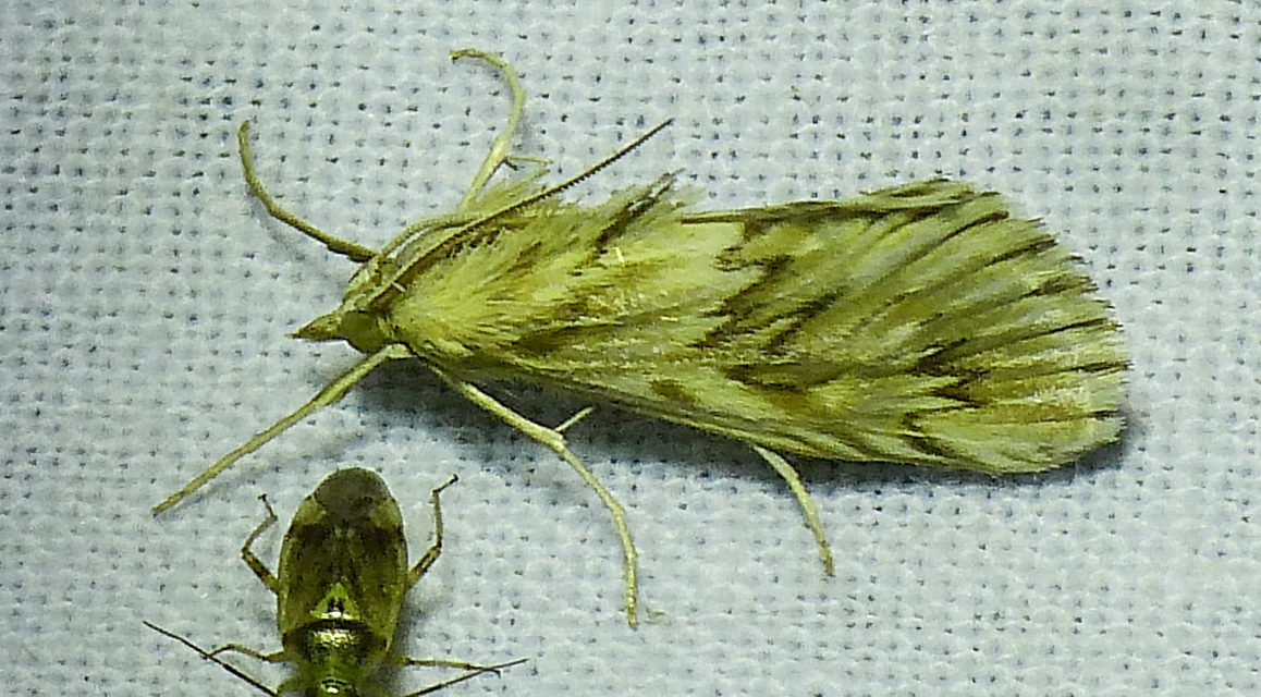 Cynaeda dentalis - gyakori ciframoly