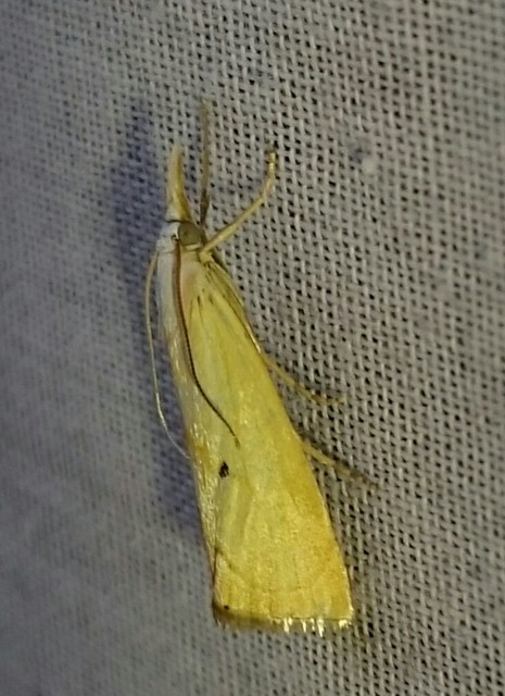 Xanthocrambus saxonellus - sárga fűgyökérmoly