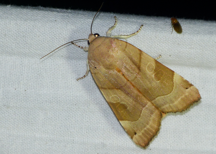 Noctua fimbriata - szélessávú sárgafűbagoly