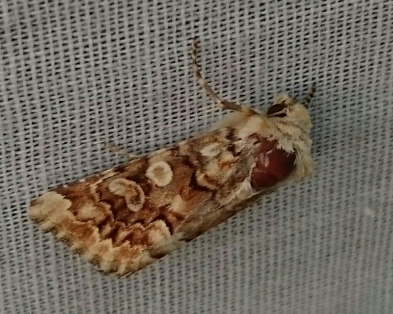 Hadena irregularis - homoki szegfűbagoly