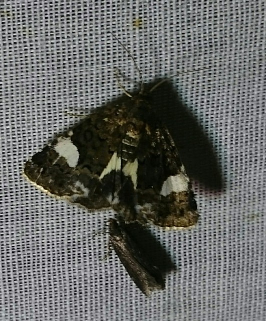 Tyta luctuosa - fekete nappalibagoly