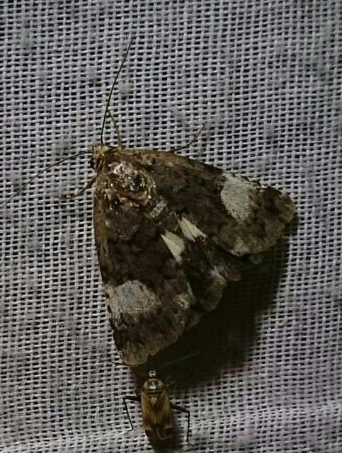 Tyta luctuosa - fekete nappalibagoly