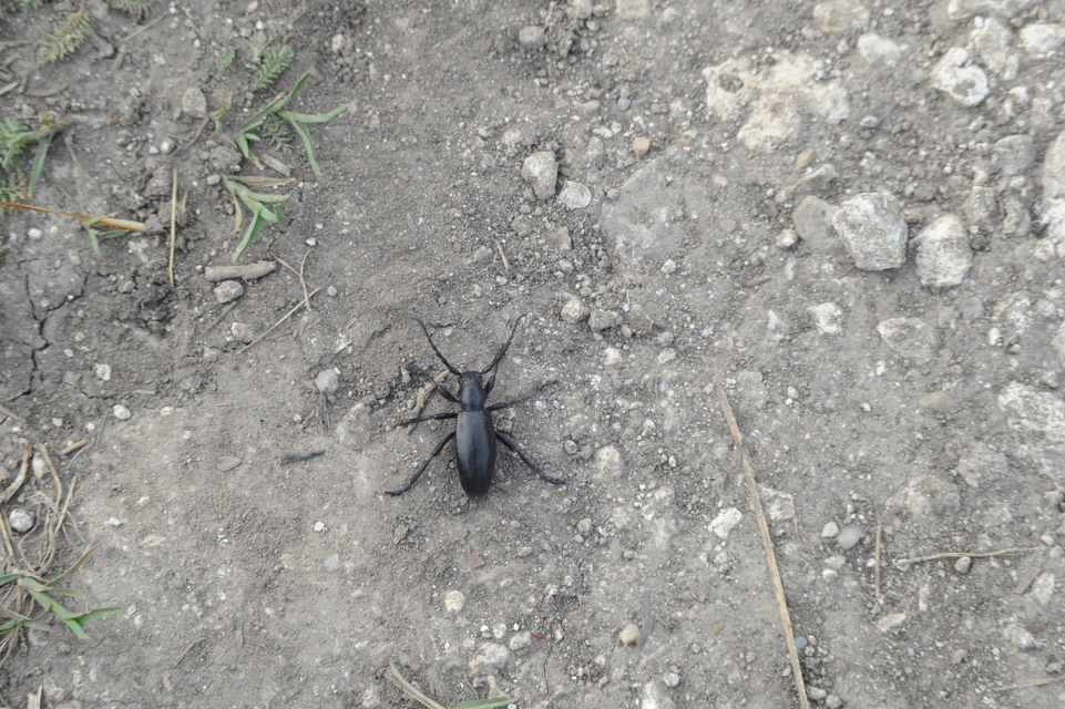 Dorcadion aethiops - fekete gyalogcincér