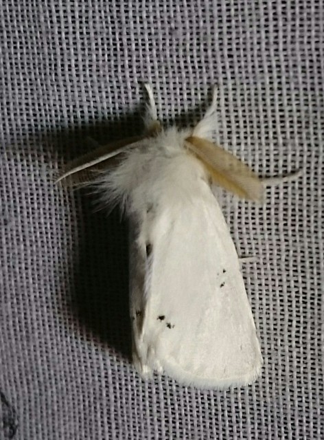Euproctis chrysorrhoea - aranyfarú szövő