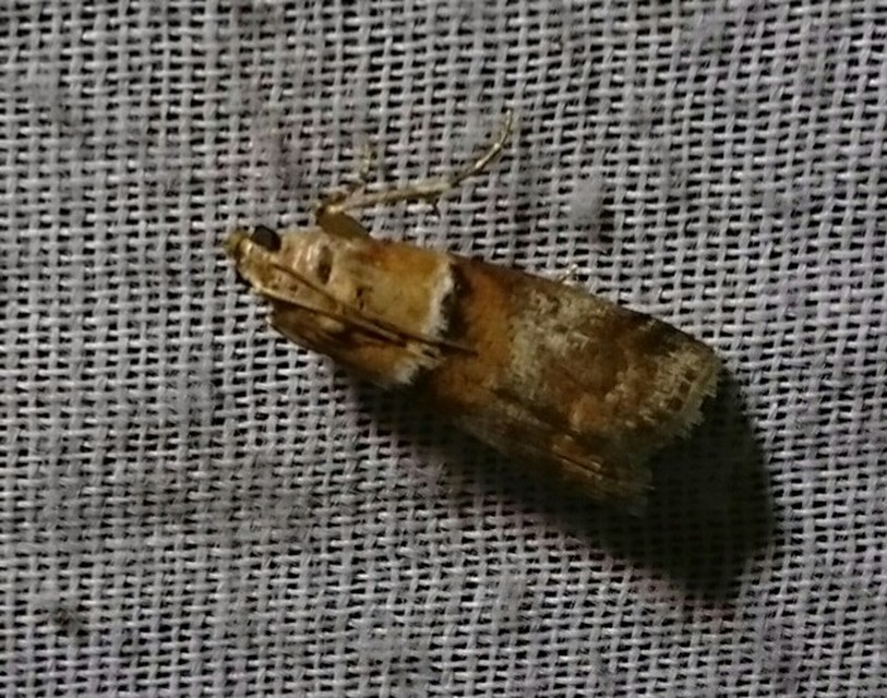 Acrobasis repandana - tarkamintás karcsúmoly
